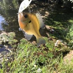 海まで行かず野池に久し振りに行って来ました。