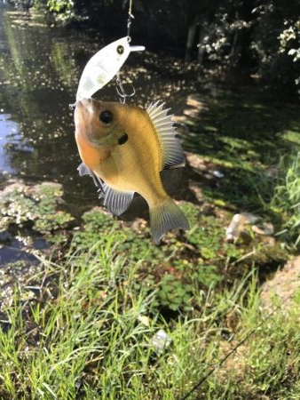 海まで行かず野池に久し振りに行って来ました。