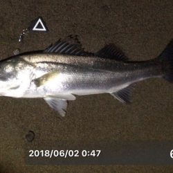 サーフシーバス