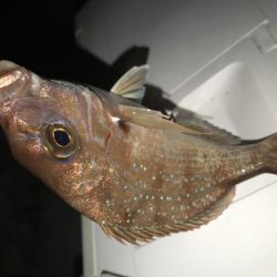 今年は相性が悪い？