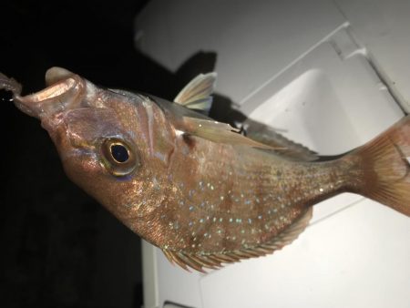 今年は相性が悪い？