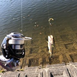 デカバスばらす。、