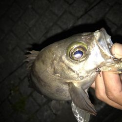 メバル トップゲーム