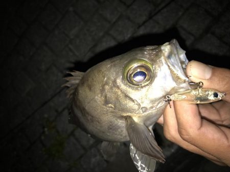 メバル トップゲーム