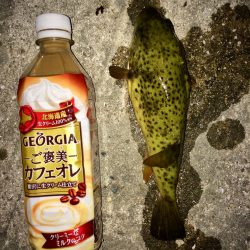 今日は良く当たりがあった