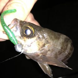 今宵もチビメバル!!