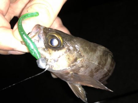 今宵もチビメバル!!