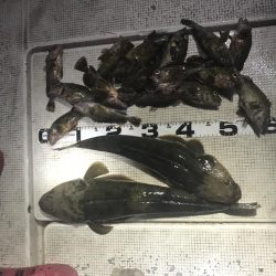 名港ボートマゴチ・根魚