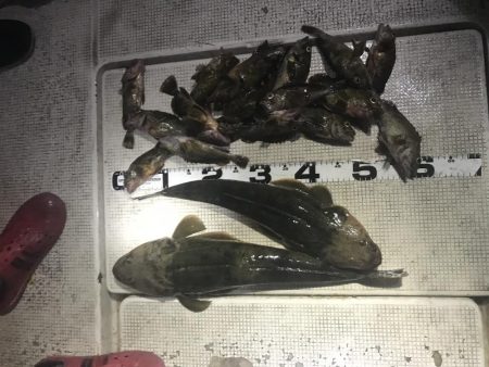 名港ボートマゴチ・根魚