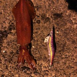 梅雨時期エギング