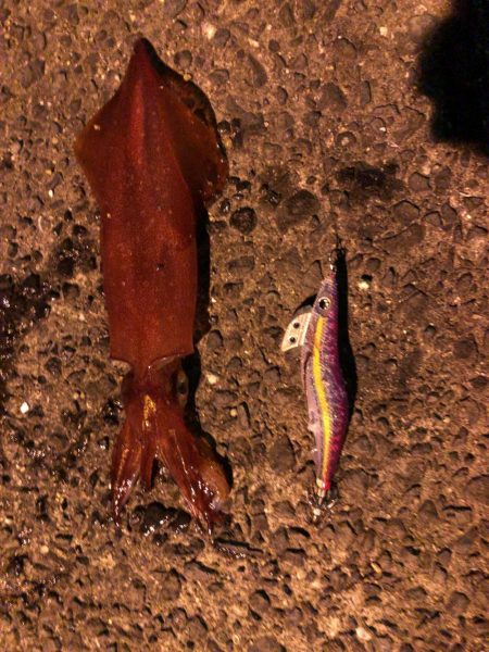 梅雨時期エギング