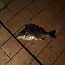 シーバス50cm台後半