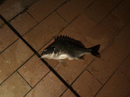 シーバス50cm台後半