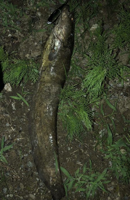 石川県 木場潟ナマズ釣行