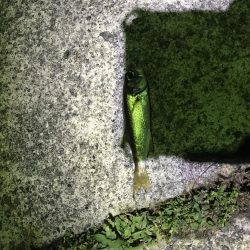 オカッパリ真鯛！！