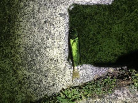 オカッパリ真鯛！！