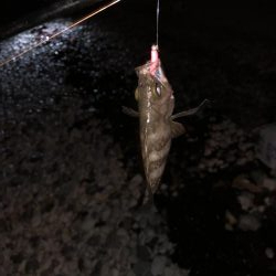 雷からのメバリング&アジング