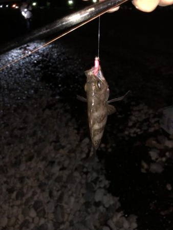 雷からのメバリング&アジング