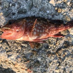 久々の大蔵海岸。