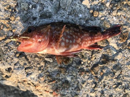 久々の大蔵海岸。