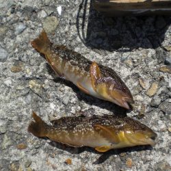 魚の活性が良い