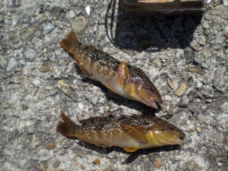 魚の活性が良い