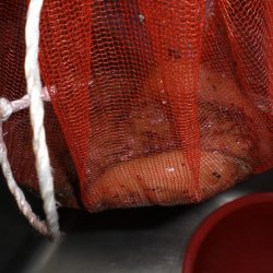 台風前タコ釣れた