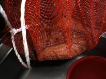 台風前タコ釣れた