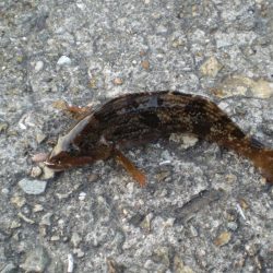 淡路島から明石港まで