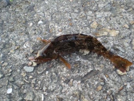 淡路島から明石港まで