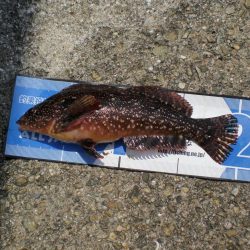 アイナメ大きい