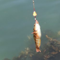 コブダイの幼魚