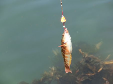 コブダイの幼魚