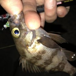 会社帰りプチメバル