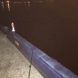 夜釣りなのに。