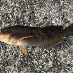 ガシラ入れ食い!