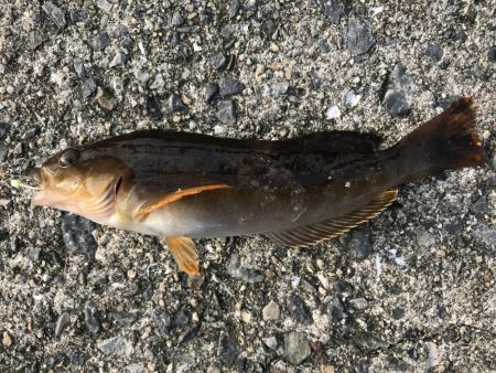 ガシラ入れ食い!