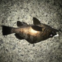 まだまだメバルに癒されて