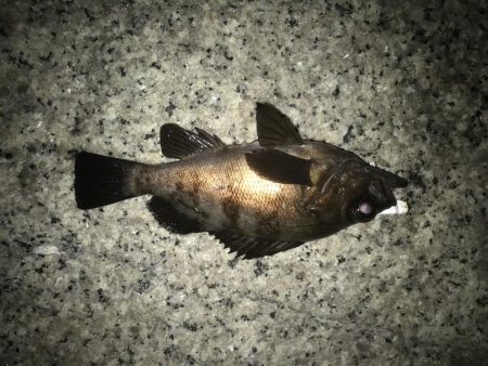 まだまだメバルに癒されて