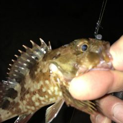 メバモーニング