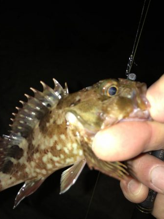 メバモーニング