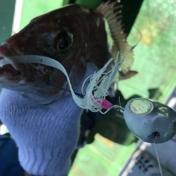 明石海峡 鯛ラバ好調