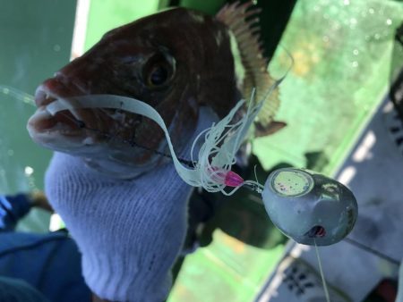 明石海峡 鯛ラバ好調