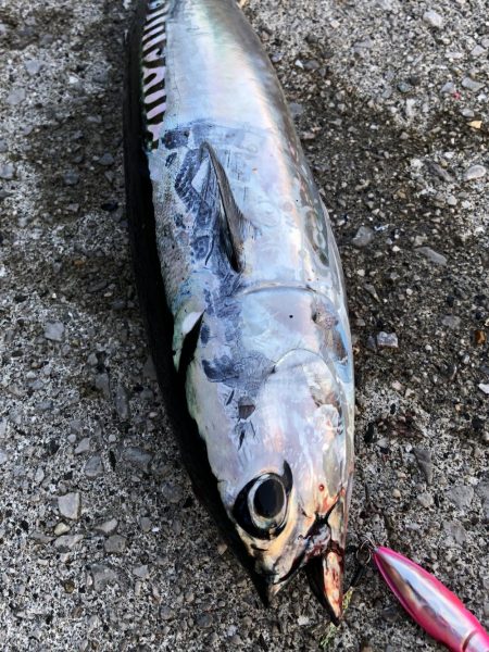 ショアジギング