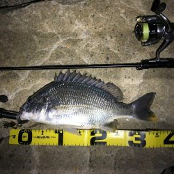 淀川チニング&持ち主探してます!