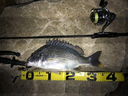 淀川チニング&持ち主探してます!