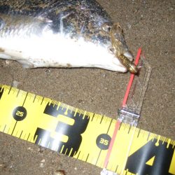 2018 キビレ調査NO、14