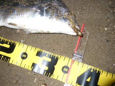 2018 キビレ調査NO、14