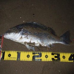 ２０１８ キビレ調査NO、１５