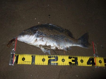 ２０１８ キビレ調査NO、１５